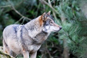 lone-wolf